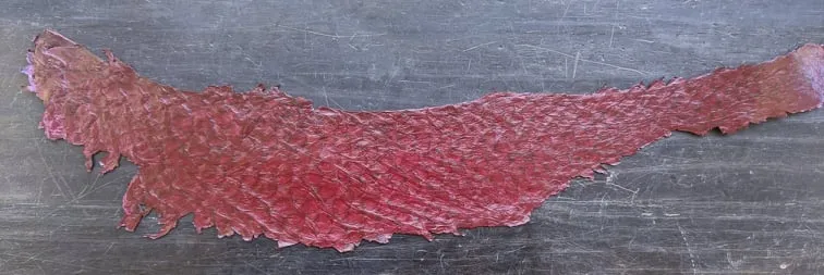 Carp