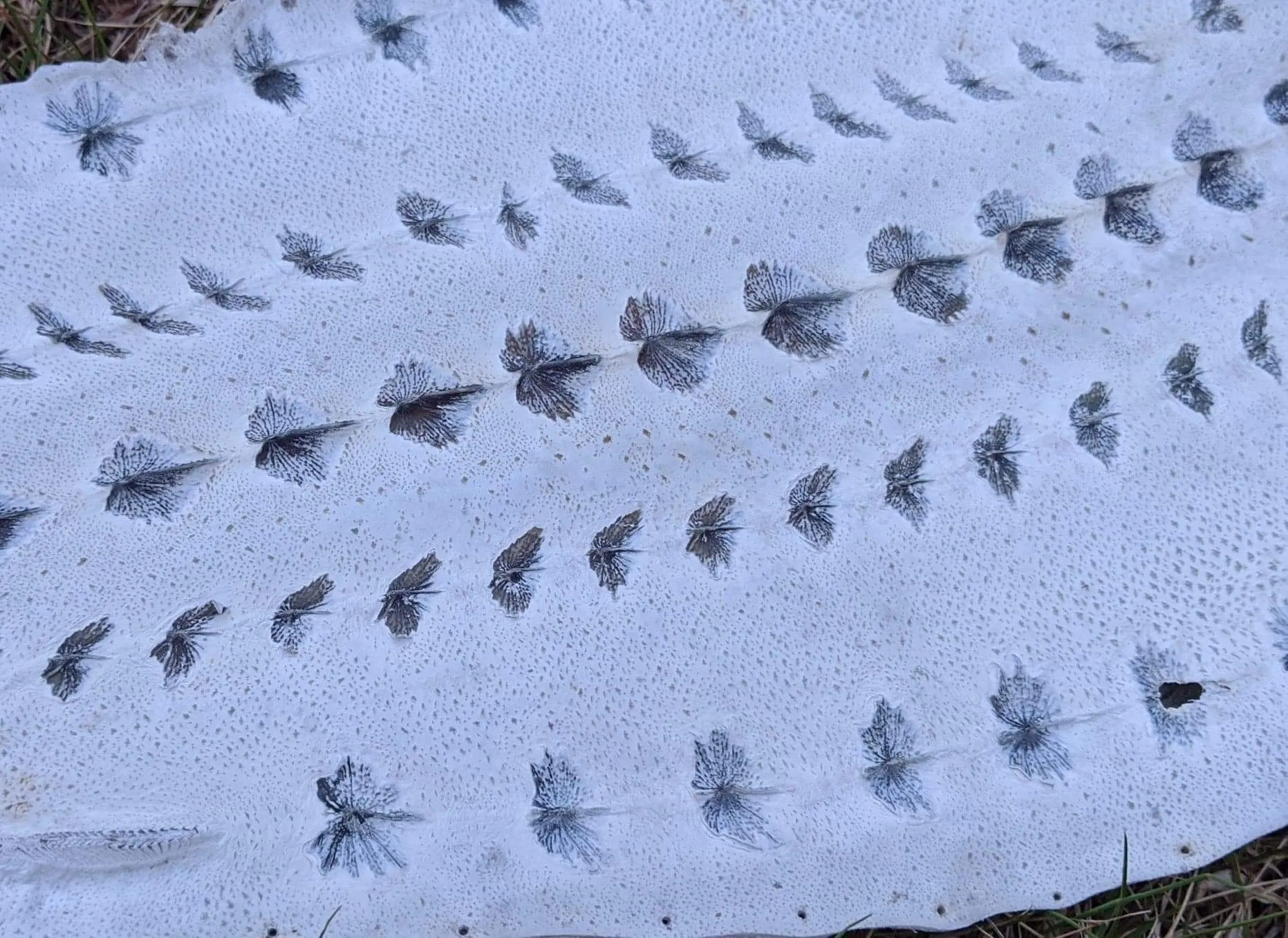 Sturgeon Leather