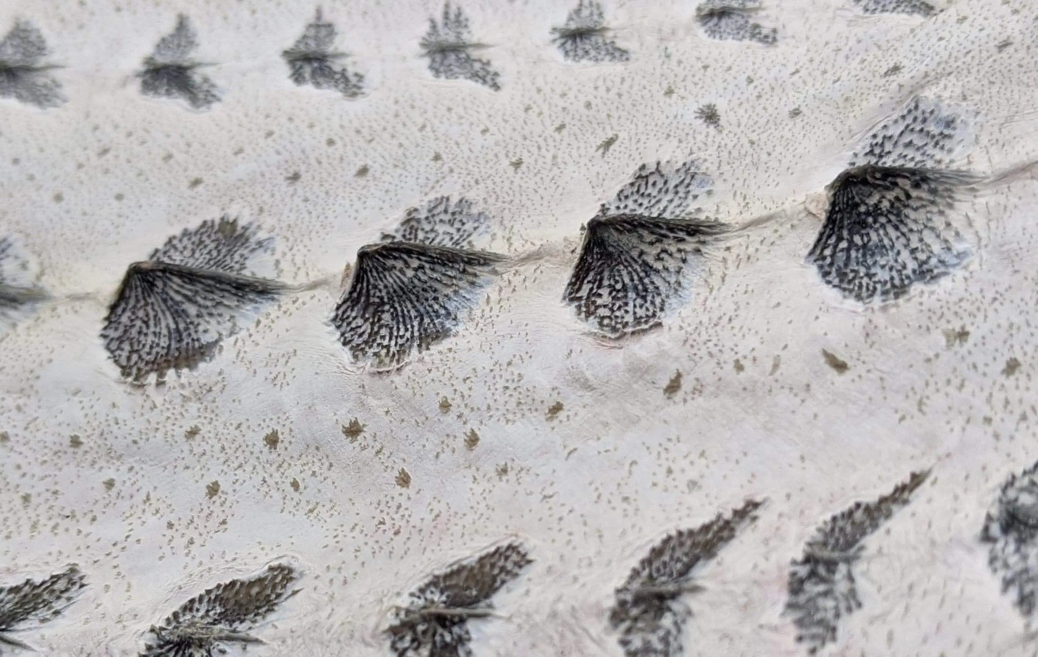 Sturgeon Leather
