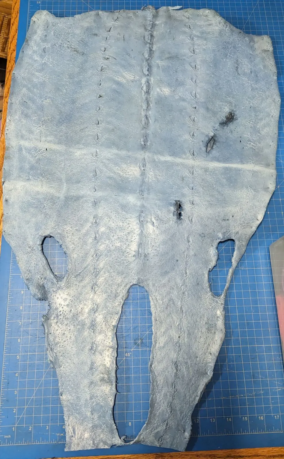 Sturgeon Leather