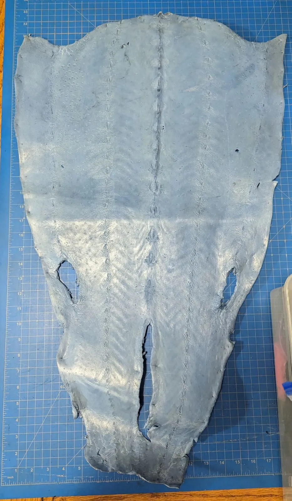 Sturgeon Leather