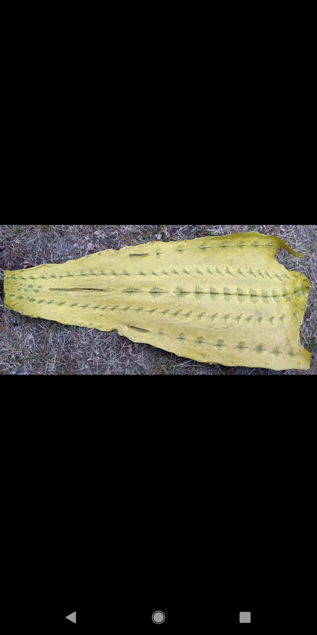 Sturgeon Leather
